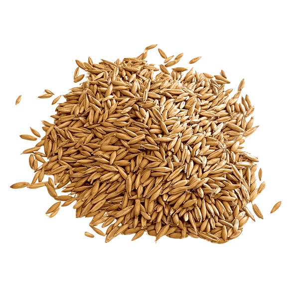 Oat Grass Seed on a tabletop