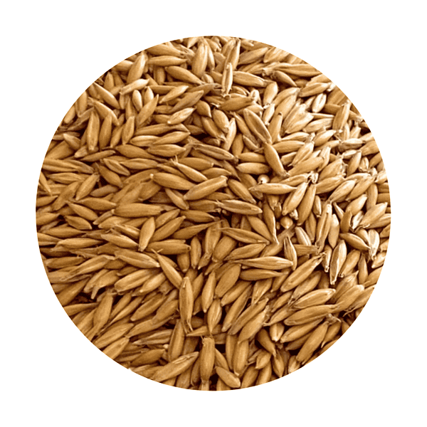 Oat Grass Seed