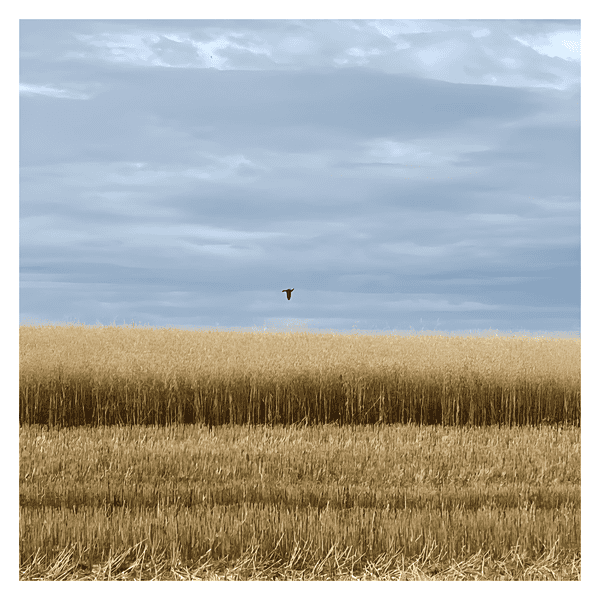 A filed of Oat Grass during harvest