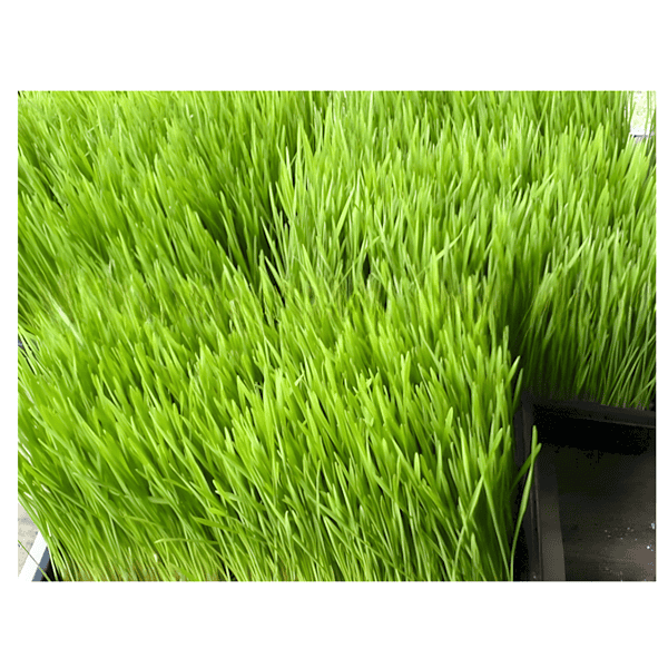 wheatgrass