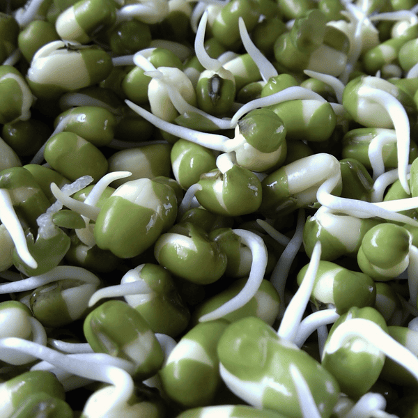 Sprouting Mung Beans