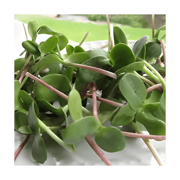 Sunflower sprouts