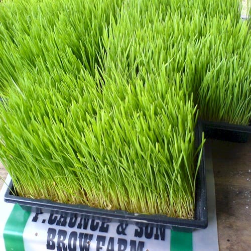 wheatgrass_tray - Brow Farm Online Store