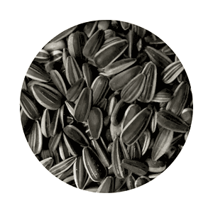 Sunflower Seeds For Sprouts and Shoots