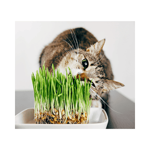 Pet Grass Seed & Bird Books