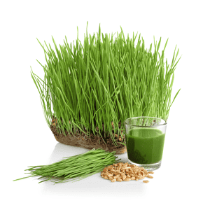 Microgreen & Wheatgrass Provisions