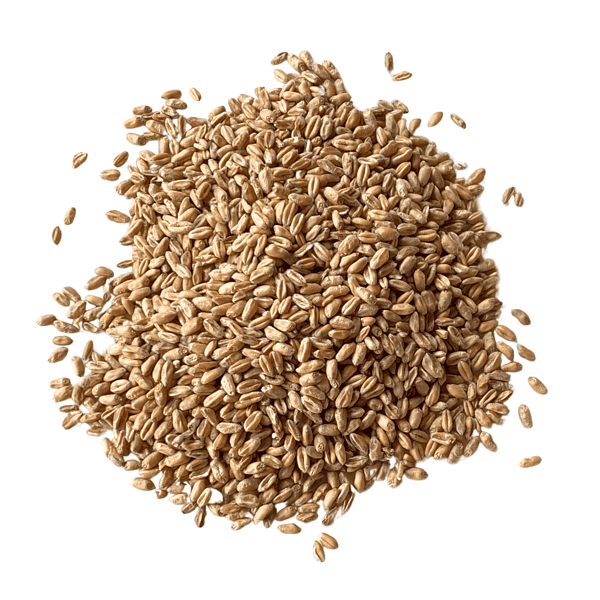 A small pile of Milling Wheat on a tabletop