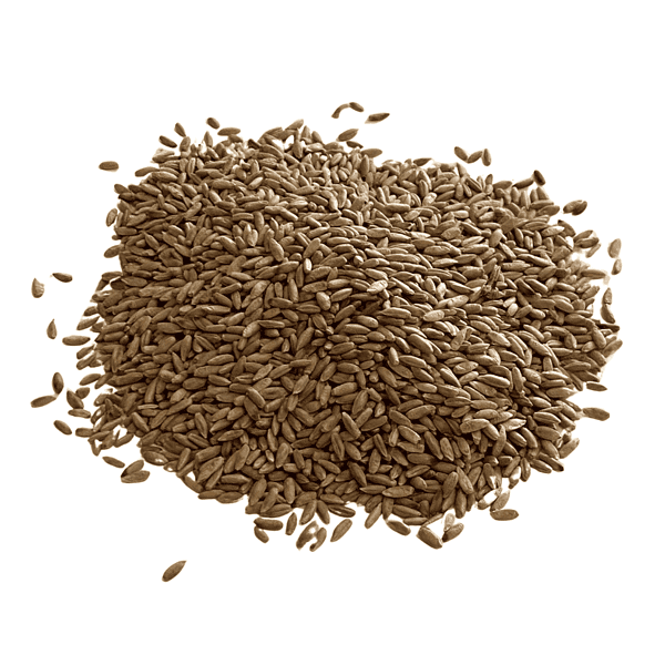 A small pile of Rye Grains on a tabletop