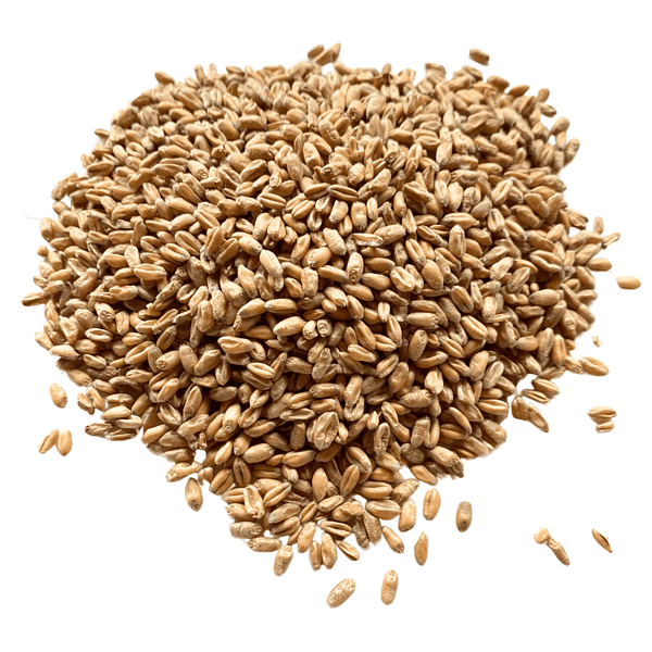 A small pile of Wheat Grains on a tabletop