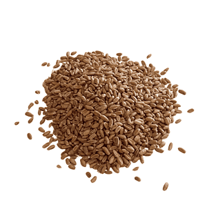 A small pile of Spelt Wheat on a tabletop